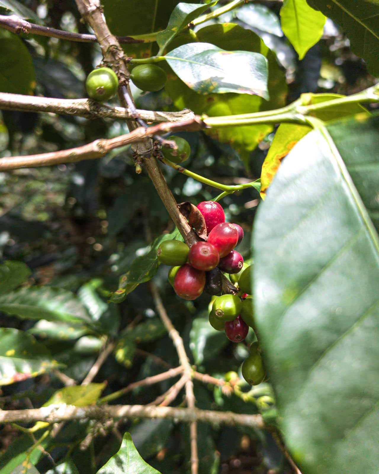 Ripe and unripe coffee cherries on the branch